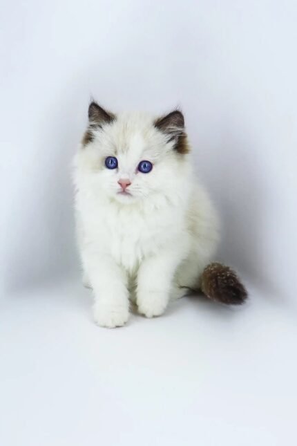 Venezia | Ragdoll Kitten