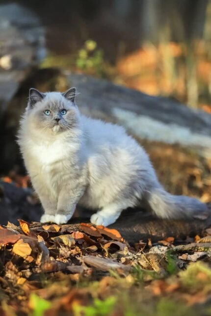 Veniamyn | Ragdoll Kitten