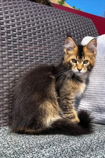 Vermont | Golden Maine Coon Kitten