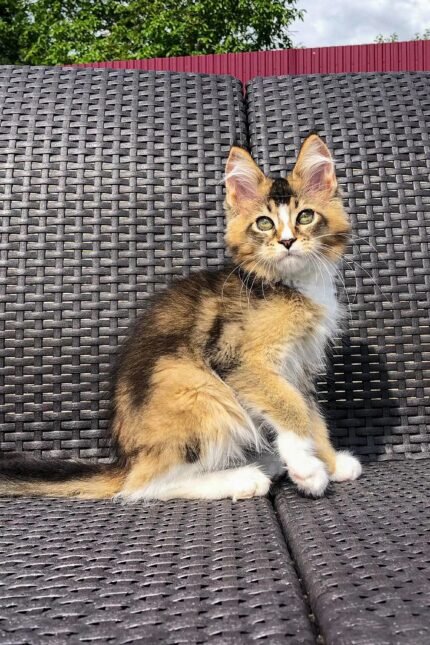 Vernon | Golden Maine Coon Kitten