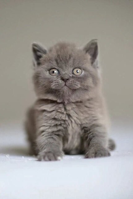 Victor | Scottish Straight Kitten