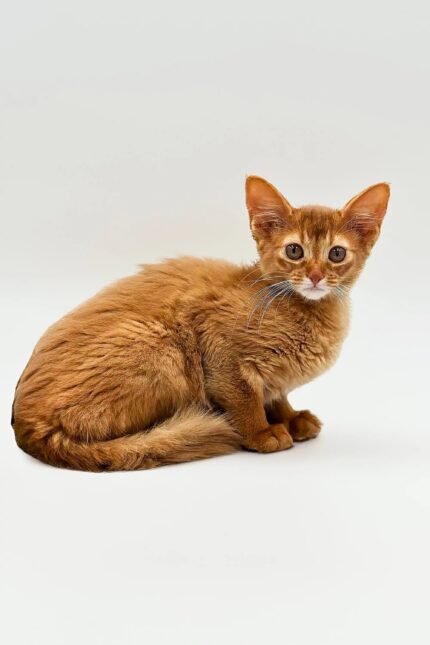 Victory | Somali Kitten