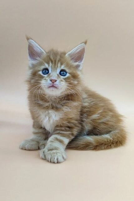Viking | Polydactyl Maine Coon