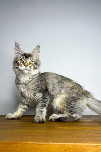 Viktory | Maine Coon Kitten