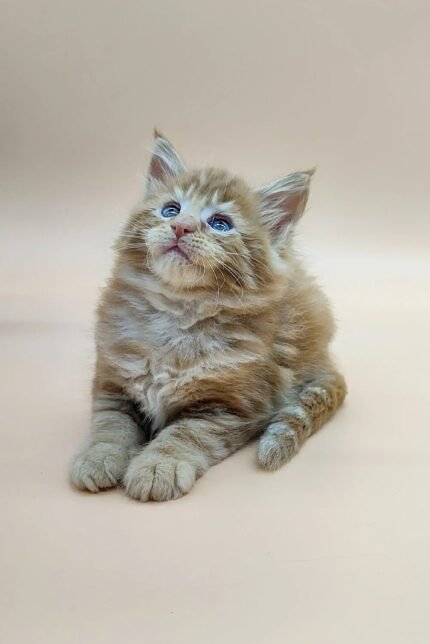 Villis | Maine Coon Kitten
