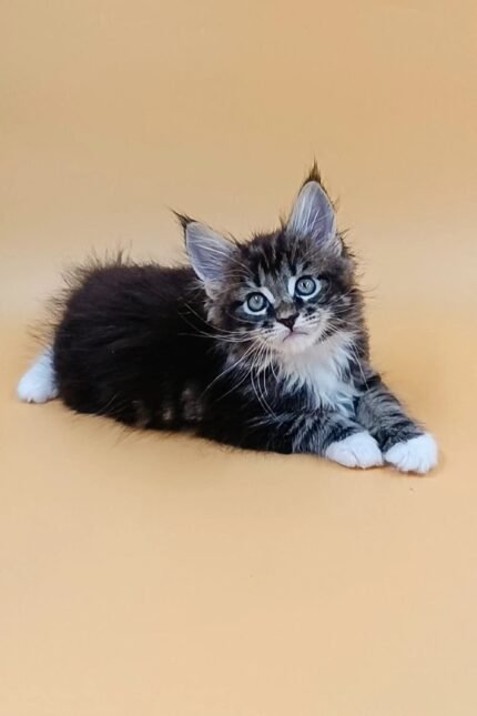 Vincent | Maine Coon Kitten