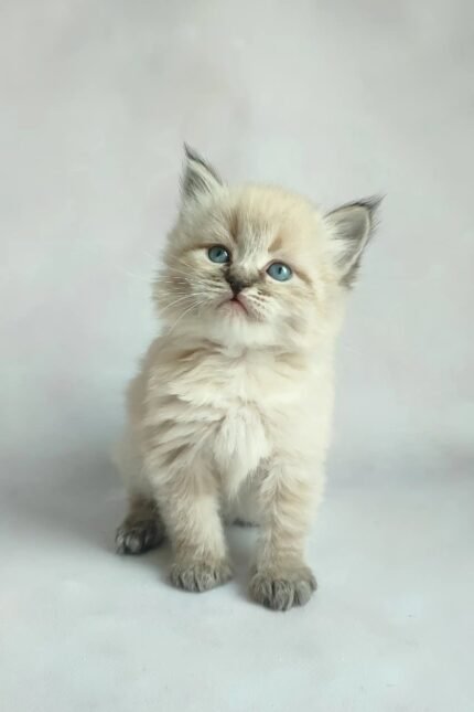 Vincent | Siberian Kitten