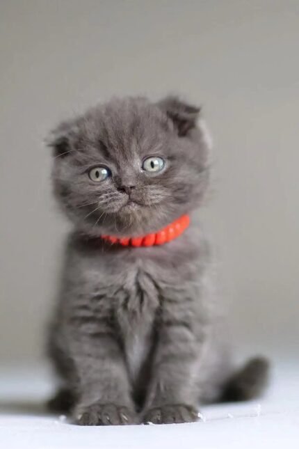 Vinci | Scottish Fold Kitten