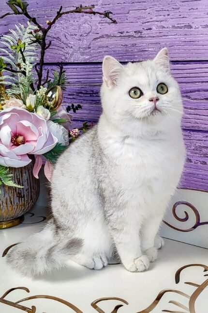 Vinsent | Scottish Straight Kitten