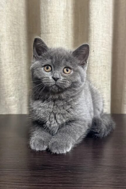 Vivien | Scottish Straight Kitten