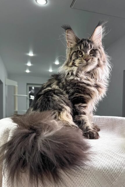 Wads | Maine Coon Kitten
