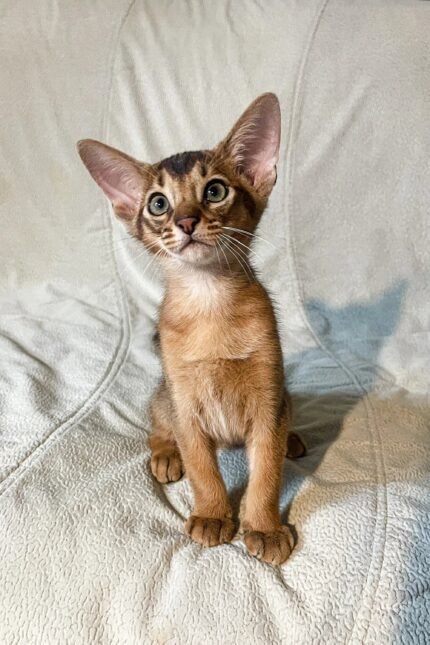 Wally | Abyssinian Kitten
