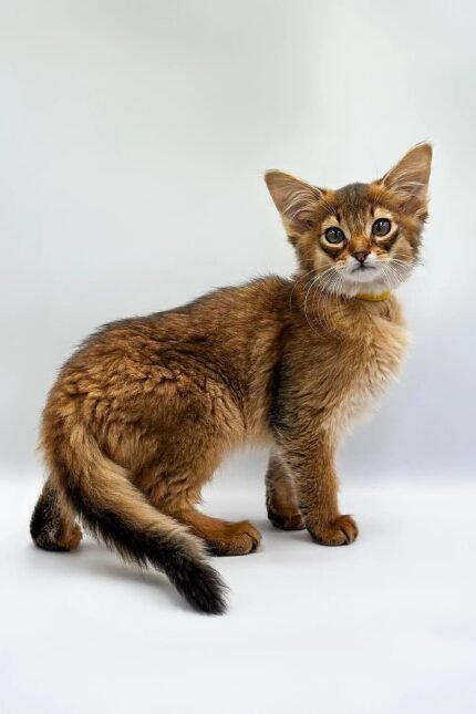 Walter | Somali Kitten