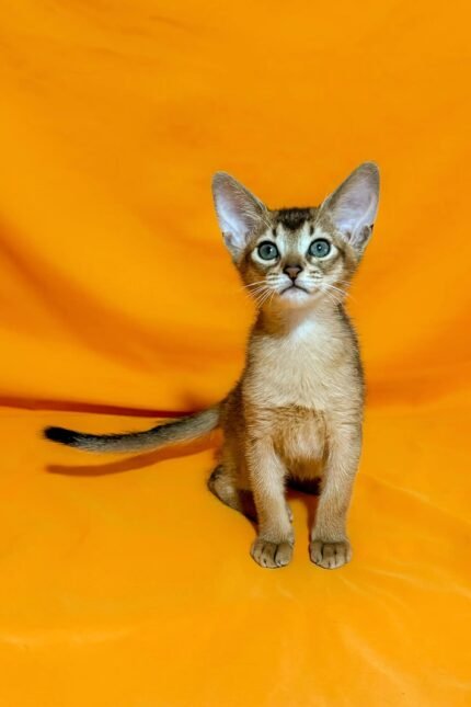 Wassila | Abyssinian Kitten