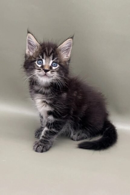 Watan | Maine Coon Kitten