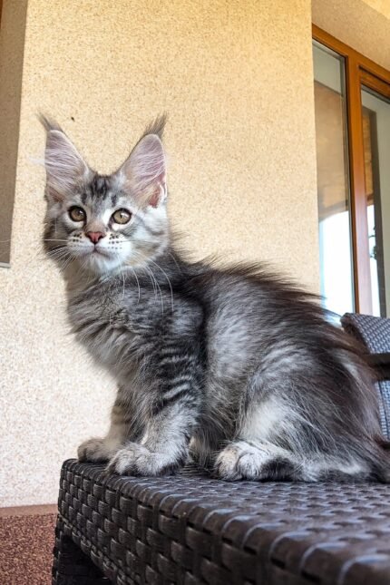 Wayland | Maine Coon Kitten