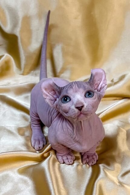 Welis | Dwelf Kitten