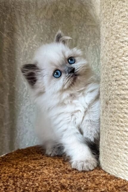 Wendy | Scottish Straight Kitten