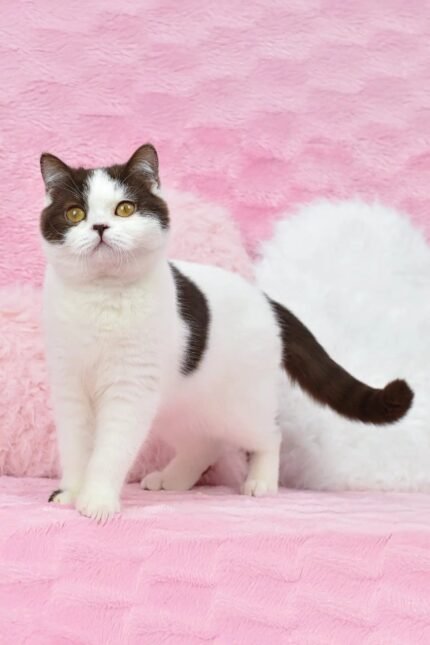Whisker | British Shorthair Kitten