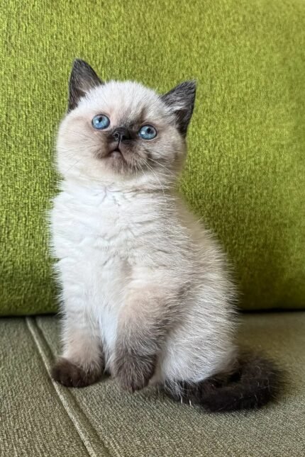 Winnie | Scottish Straight Kitten