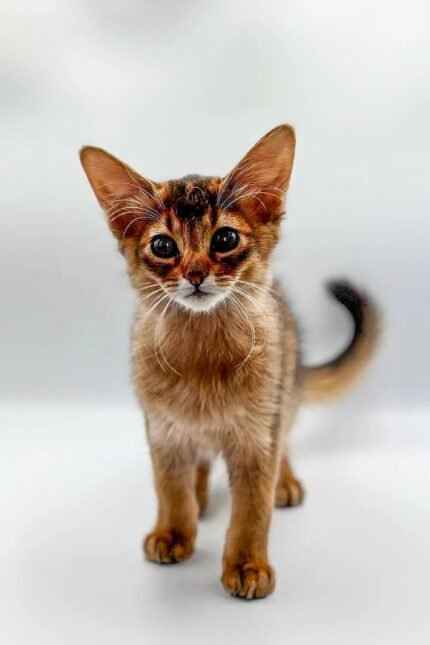 Winnie | Somali Kitten