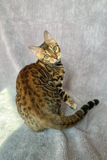 Wish | Bengal Kitten