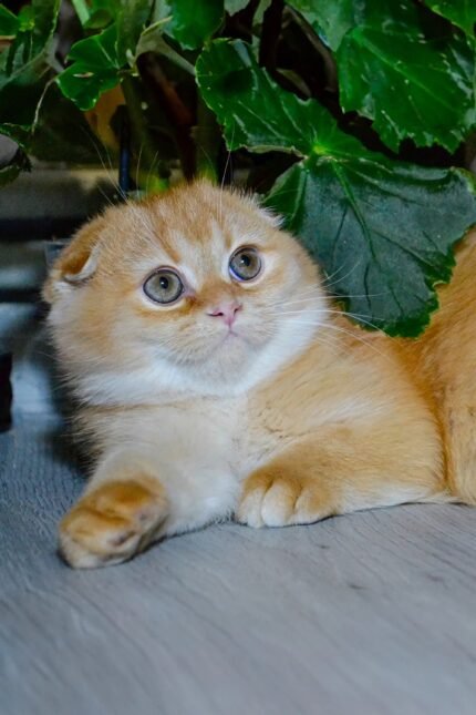 Xan | Scottish Fold Kitten