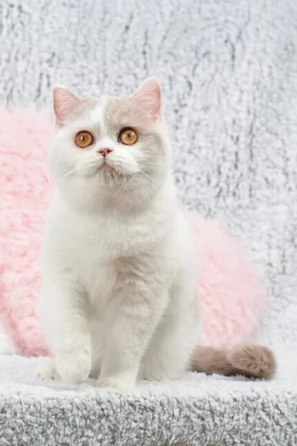 Xandria | British Shorthair Kitten