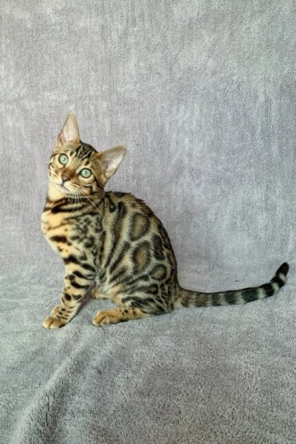 Xanthe | Bengal Kitten