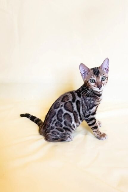 Xanti | Bengal Kitten