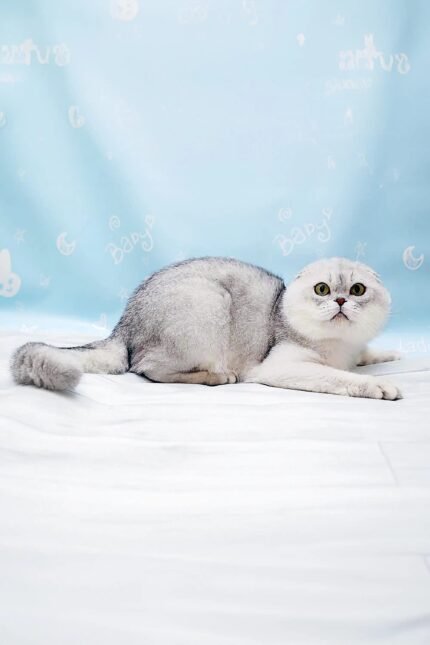 Xarli | Scottish Fold Kitten