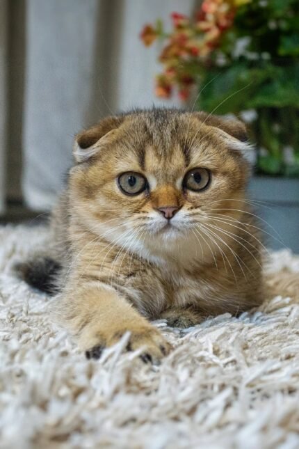 Xena | Scottish Fold Kitten