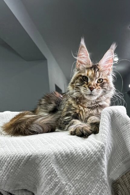 Xu-xu | Maine Coon Kitten