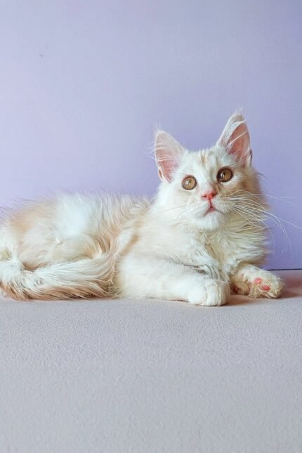 Yagor | Maine Coon Kitten