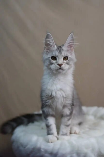 Zadora | Maine Coon Kitten