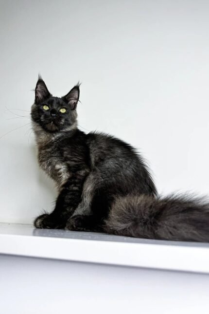 Zeus | Maine Coon Kitten