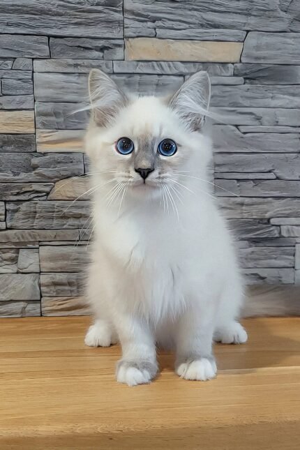 Coco | Siberian Kitten