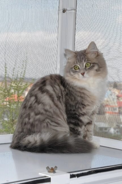 Holly | Siberian Kitten