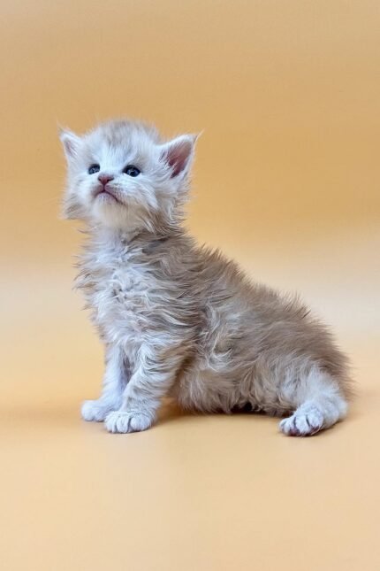 Ice | Maine Coon Kitten