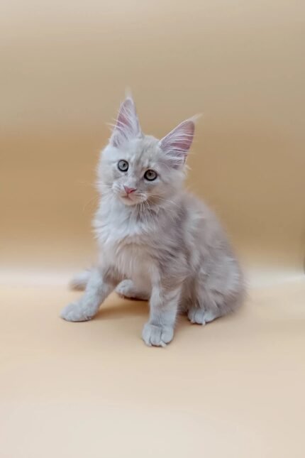 Jador | Maine Coon Kitten