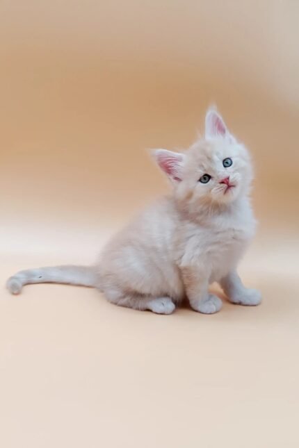 Jaron | Maine Coon Kitten