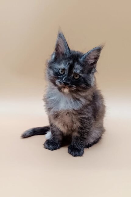 Jassy | Maine Coon Kitten