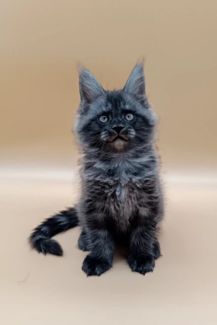 Jim | Maine Coon Kitten