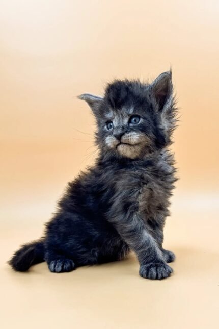 Lancom | Maine Coon Kitten