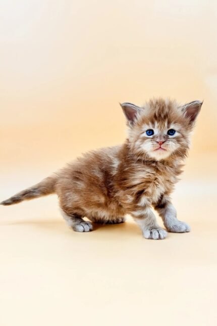 Lien | Maine Coon Kitten