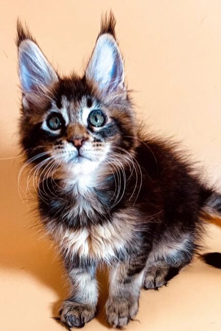 Lika | Maine Coon Kitten