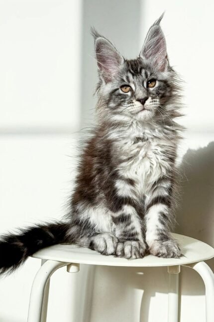 Nickel | Maine Coon Kitten