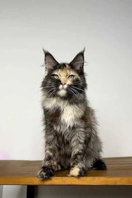 Runa | Maine Coon Kitten