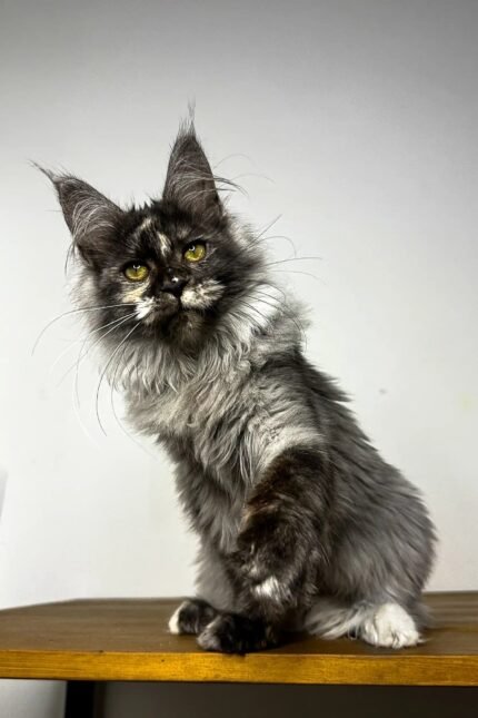 Ruta | Maine Coon Kitten
