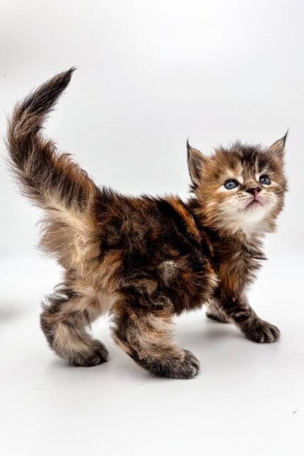 Savanna | Polydactyl Maine Coon Kitten